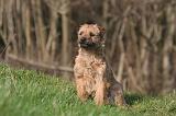 BORDER TERRIER 123